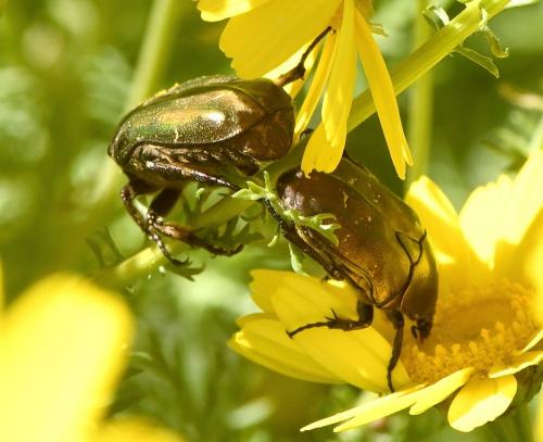 Réf. 229 047 : Potosia cuprea